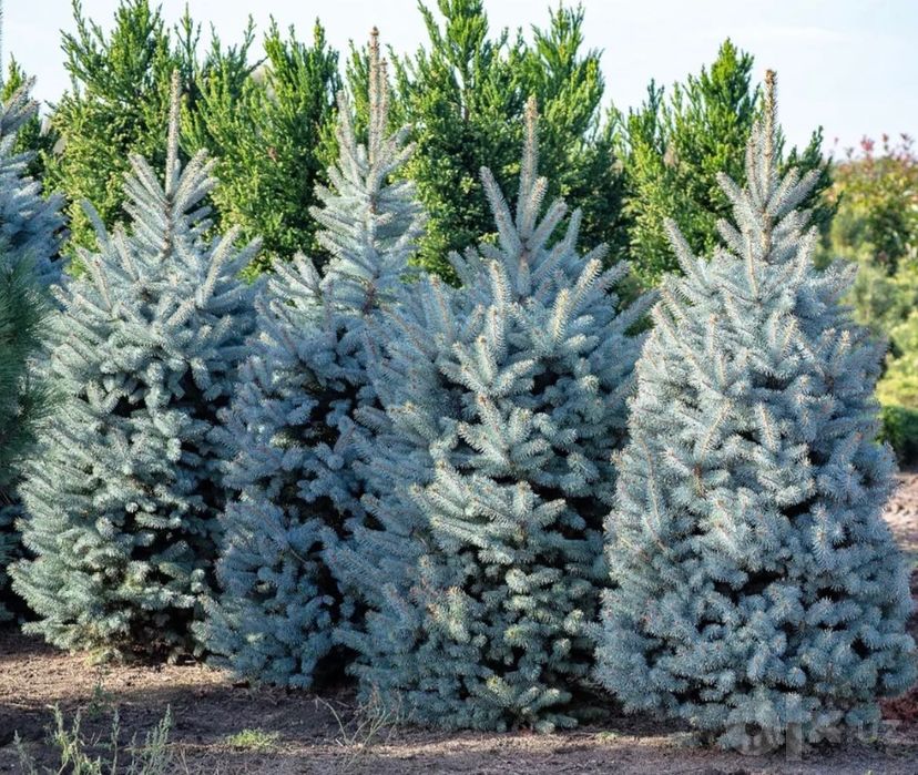 Голубая Ель / Hoopsii / Colorado BLUE SPRUCE Picea Pungens Glauca USA