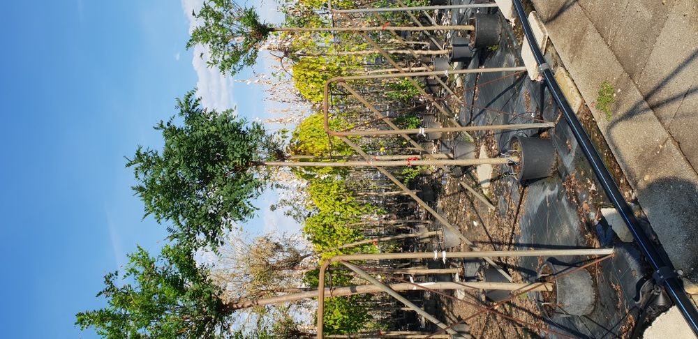 Vindem copaci foiosi cu coroana altuita