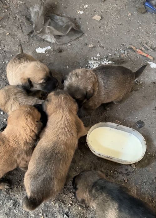 отдам щенят маленькие, мальчики и девочки