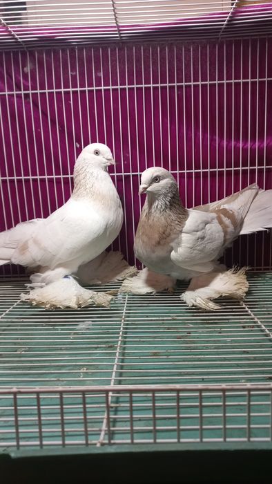 Голуби Павлодара