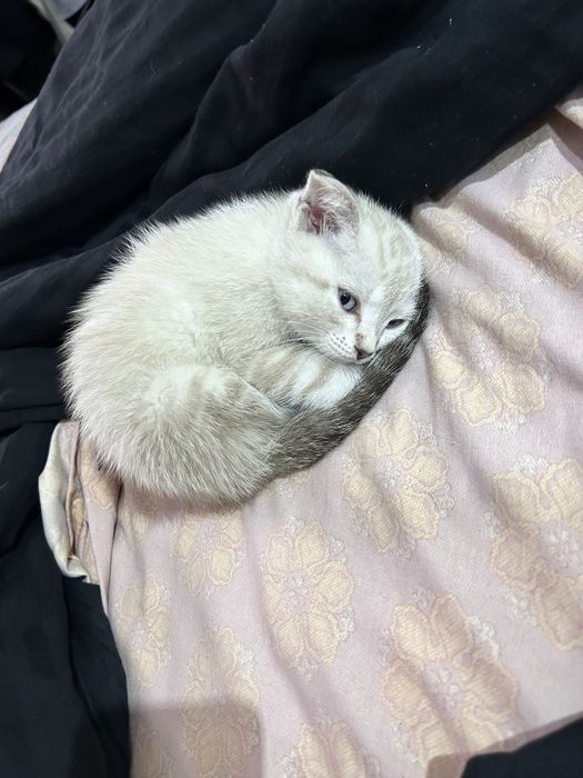 СРОЧНО !! Веслоухий котенок