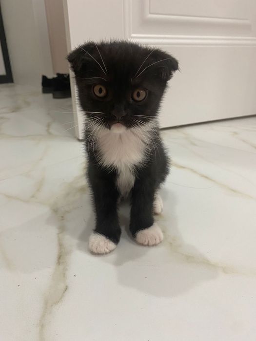 Шотланские котята