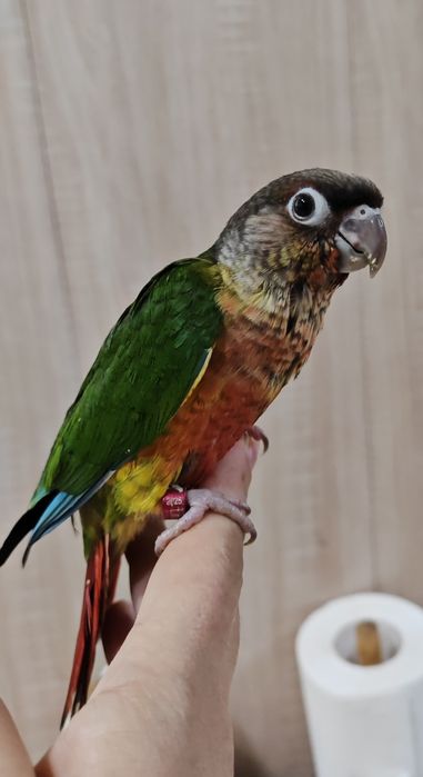 Продаётся ручной попугай.