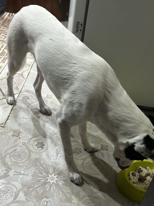 Отдам в ДОБРЫЕ руки