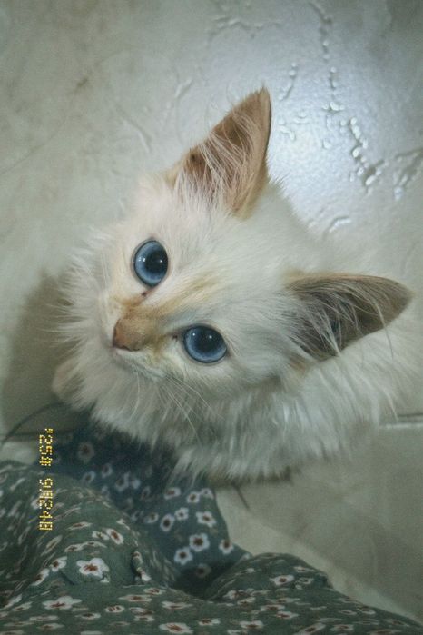 Котик Снежок ищет семью