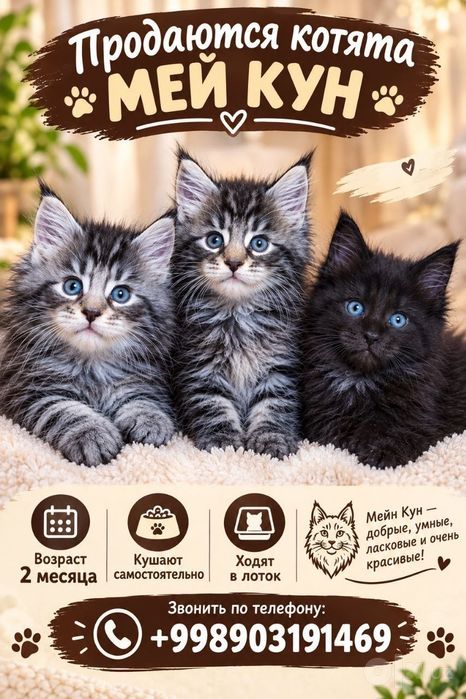 Продаются котята Мей Кун