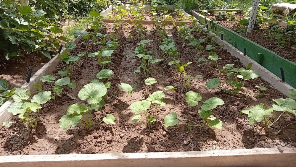 Продаются саженцы шток розы,и семена