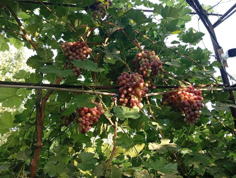 Продается Дача 12 соток Навбахор Паркент.