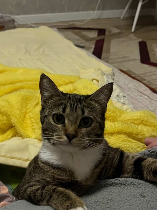 Отдам кошку бесплатно