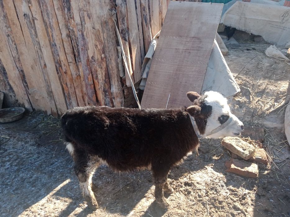 Осы сиыр бұзауымен сатылады