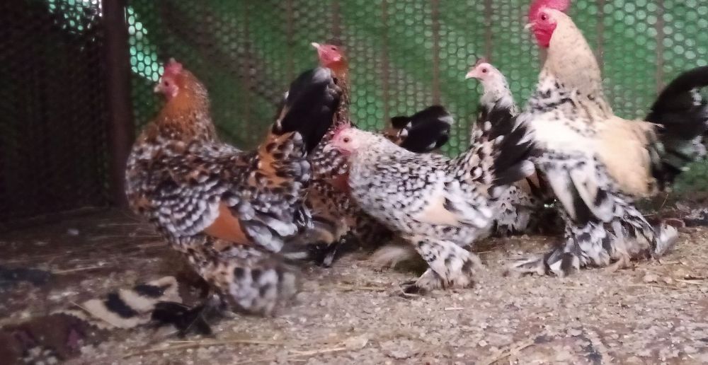 Pui si oua gaini de rasa