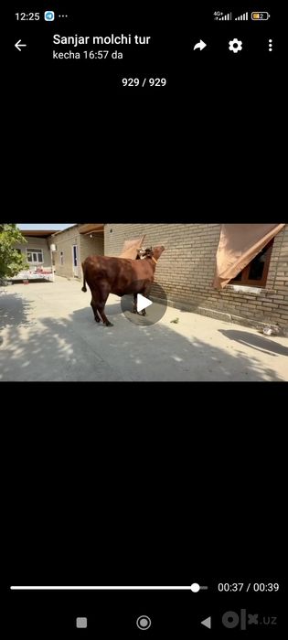 Yetuk bo‘g‘oz ikkinchi qorin estoni tozasi sotiladi paqir