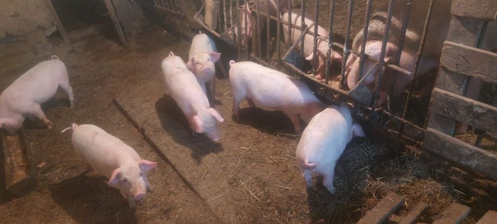 Поросята 2месяца