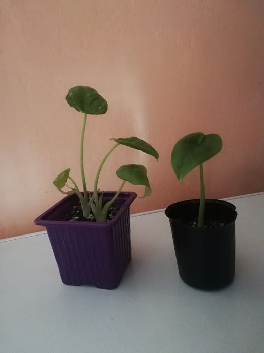 Излишки комнатных растений