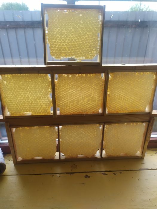 Мёд с личной пасеки