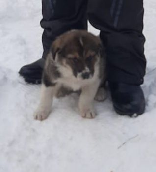 Отдам в добрые руки