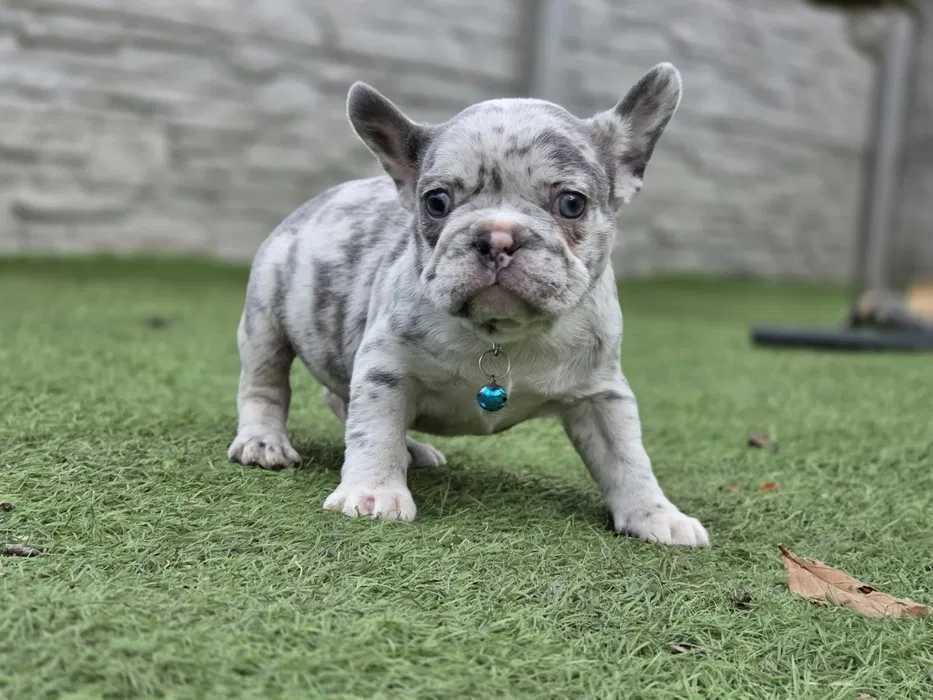 Яркий мальчик французский бульдог