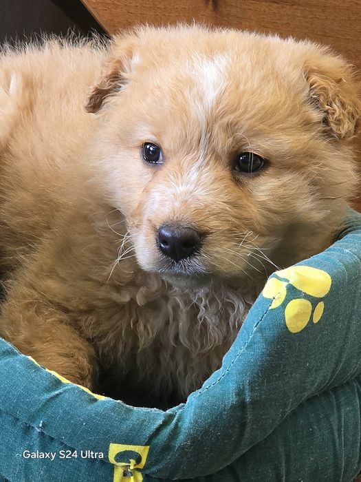 Золотые медвежатки