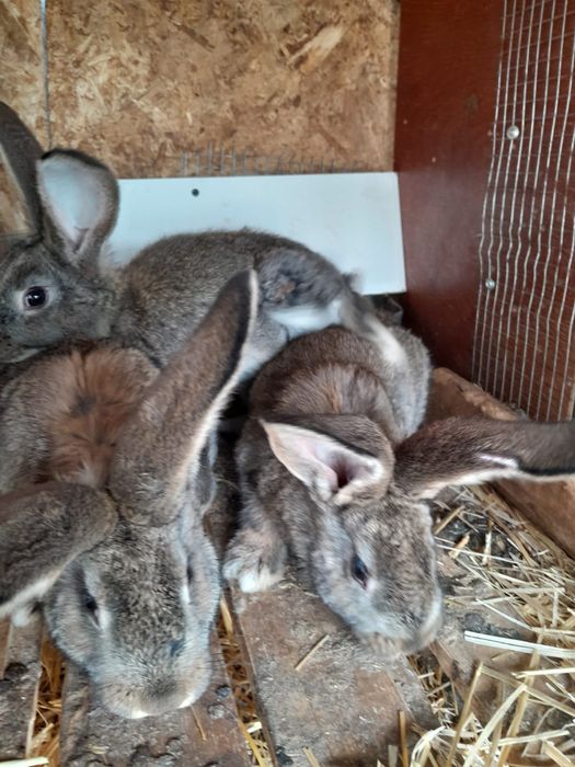 Кролики разные в том числе декоративные