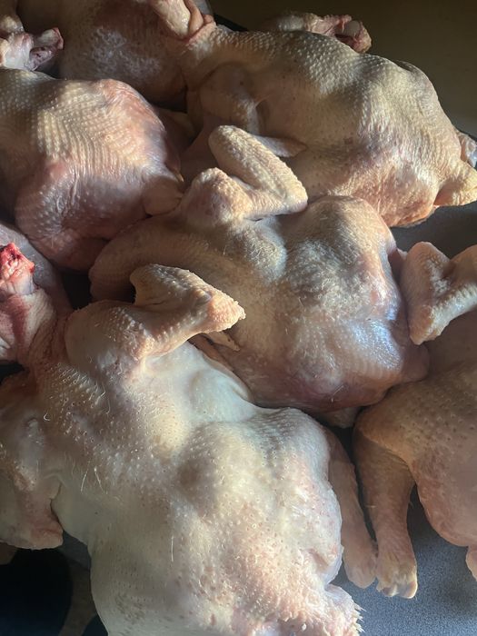 Домашняя бройлерная курица