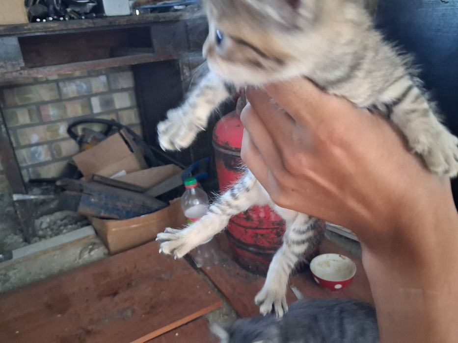Отдам даром 3 котят