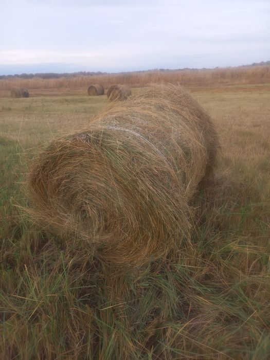 Сено урлон разнавие урлон табиги шоп с доставкой урлон ращнавие с дост