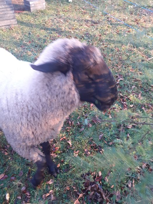 Miei suffolk  de vânzare