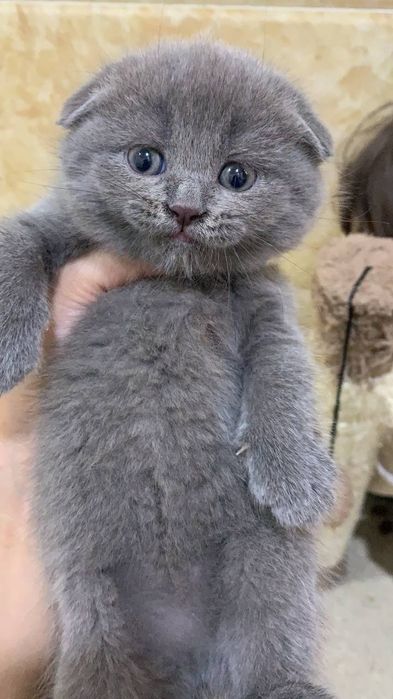 Вязка шотландского кота!