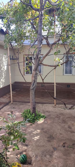 Kamolon 2,8 sotix xovli sotiladi