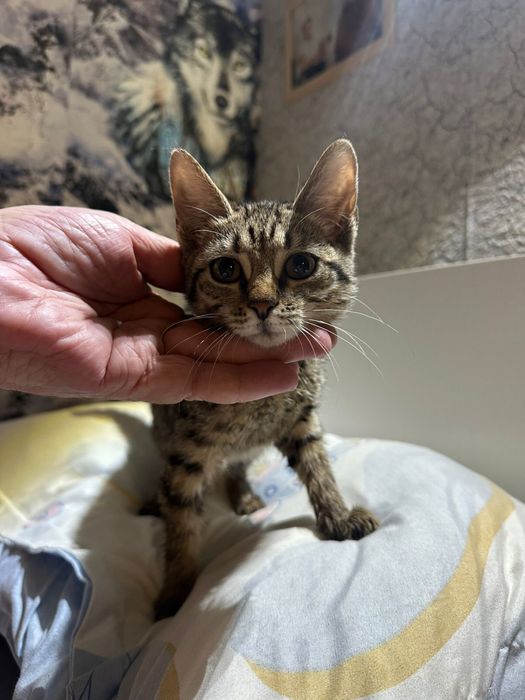 котенок девочка в добрые руки