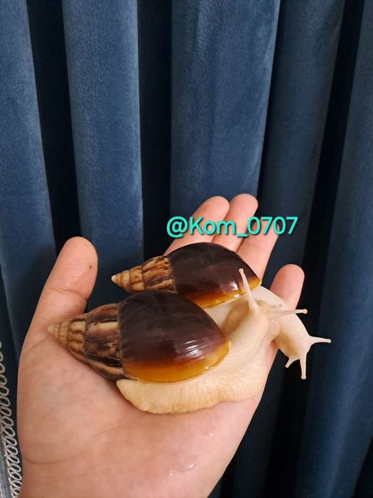 Улитка ахатина Фулика нефрит