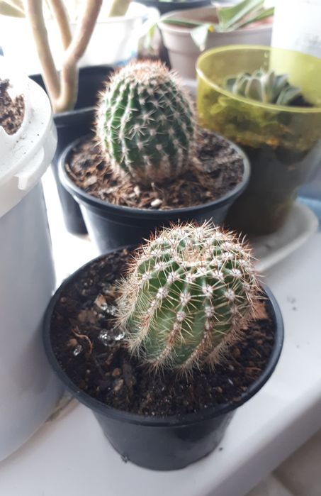 Домаш.цветы.Лапрантус.кактусы.рео.