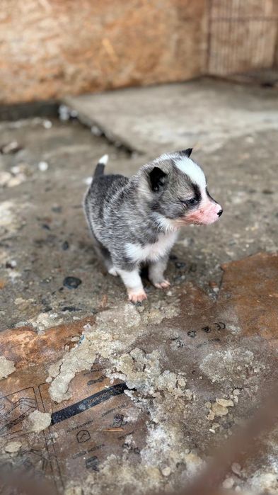 Лайка западно сибирская