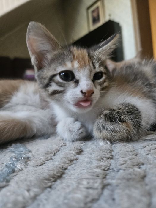 Котенка в добрые руки