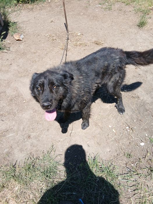 Ofer spre adopție