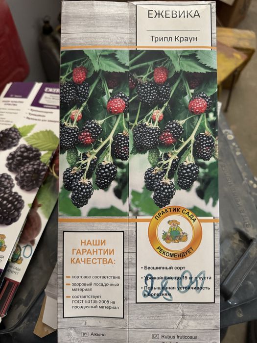 Сажонцы , отроски прямо с огорода