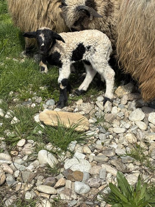 Vând animale de crescut