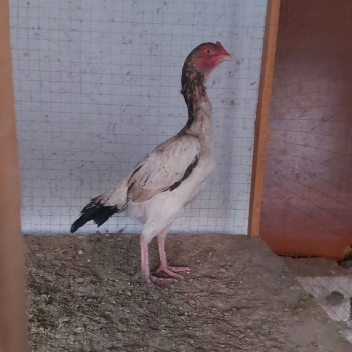 Шамо микс курочка 2год