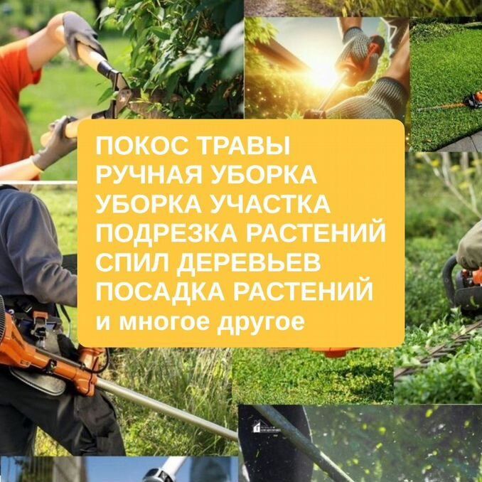 Садовник. формирования деревьев спилить деревьев обработка деревьев.