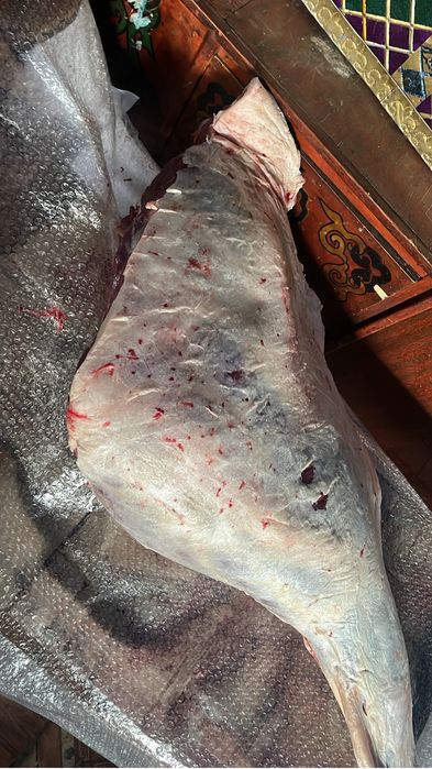 Мясо конины с откорма