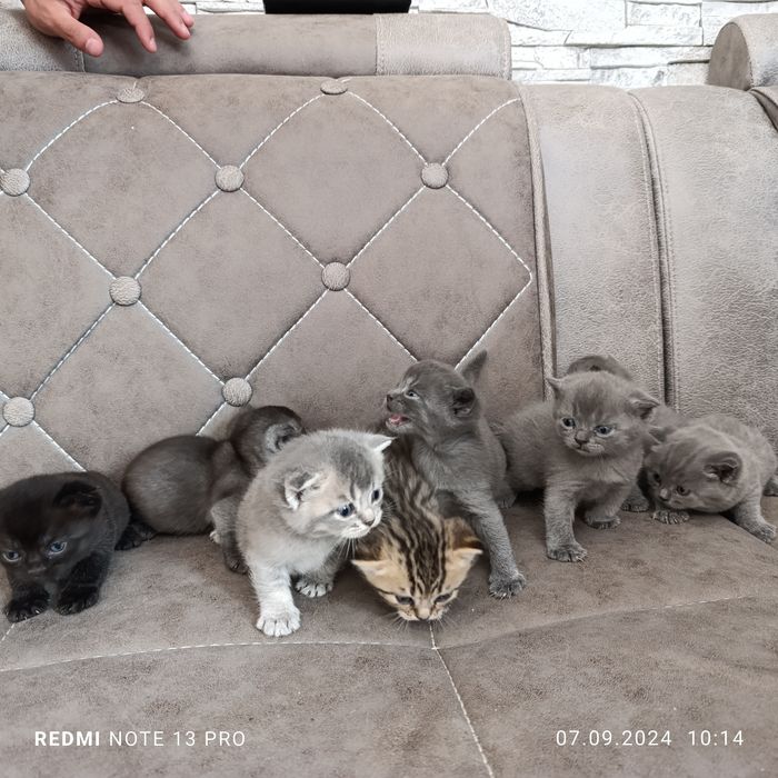 Милые котята готовы дарить тепло!!!