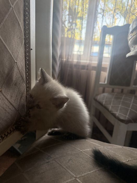 Котята милые умные 2 месяца
