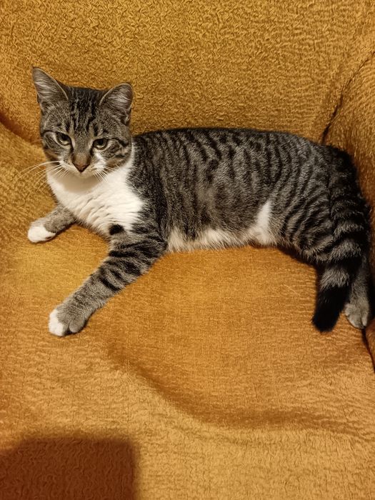 Мъжко коте търси дом