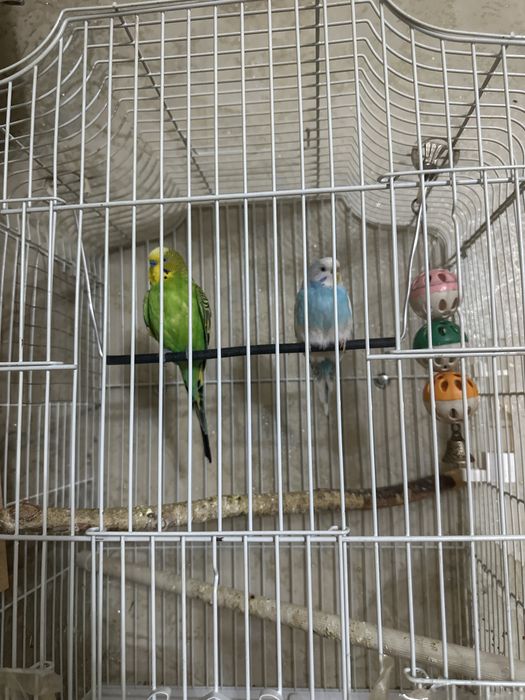 Продам пару волнистых