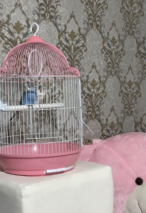 Волнистые папугайчики. Ручные