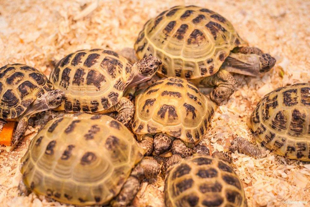 Toshbaqa bolalari черепахи ветмагазин