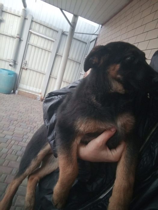 Продам или обмен сучку овчарки!