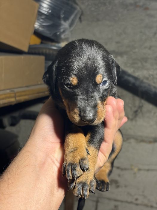 Доберман щенки чистые