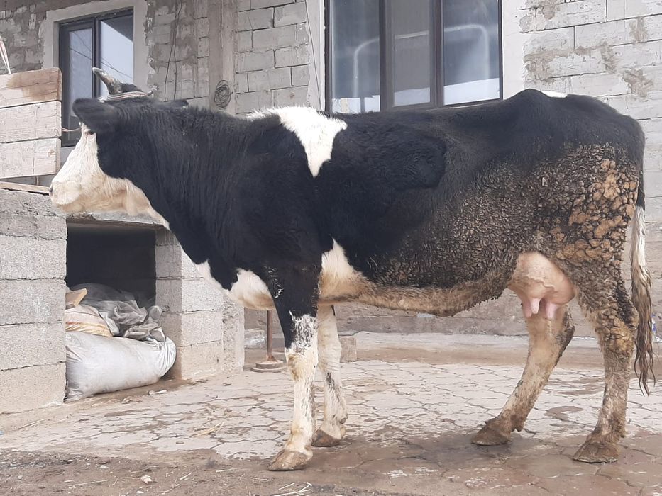 Дойльные коровы 900 000 тг