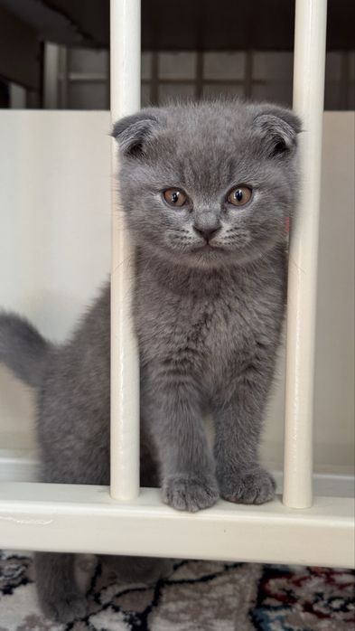 Mushuklar Scottish Straight va Scottish Fold zotdor